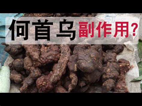 何首烏價錢|何首烏 的功效與作用有哪些？完整解析！